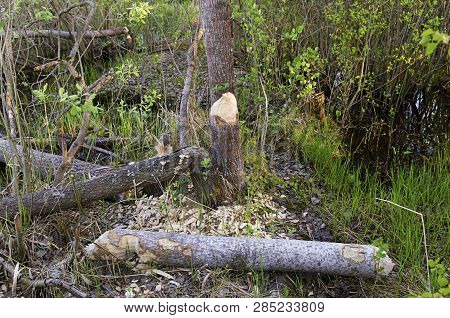 Photo Damaged Fragments Of Gnawed Beaver Felled Aspen Trees In A Swampy Area During The Day Closeup.