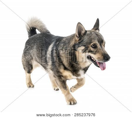 Swedish Vallhund In Front Of White Background