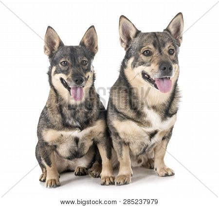Swedish Vallhunds In Front Of White Background