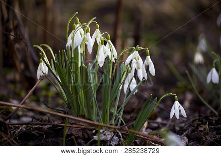 Firstborns Of Spring Graceful Snowdrops Blossom In The Forest