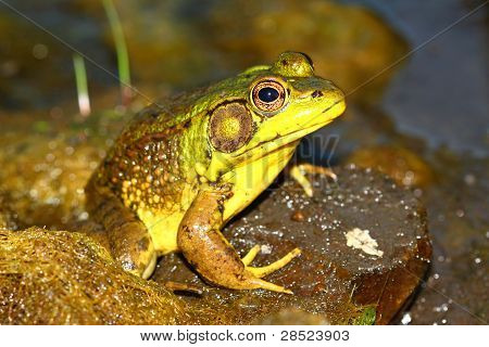 grÃ¼ne Frosch (Rana Clamitans)