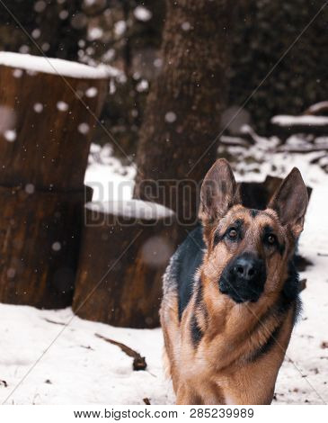 Regal German Shepherd Amid Falling Snow With Intent Stare.