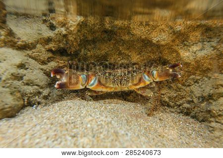 Underwater Photo - Warty Crab (eriphia Verrucosa) Hiding Under Rock In Shallow Water, Chelae (claws)