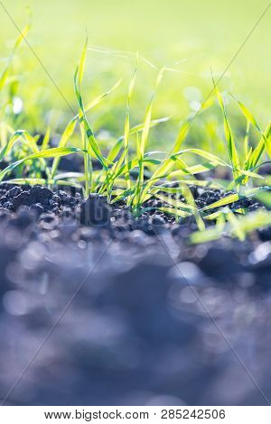 Fresh, Green And Fertile Agriculture Plants, Grass
