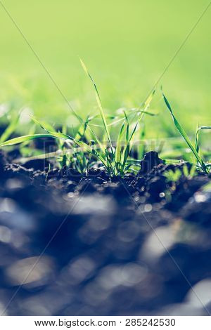 Fresh, Green And Fertile Agriculture Plants, Grass