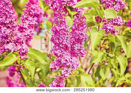 Beautiful Fresh Purple Violet Flowers. Close Up Of Purple Flowers. Spring Flower, A Branch Of Lilac.