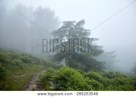 La Rhune Hiking Trail In Foggy Forest In Rainy Weather