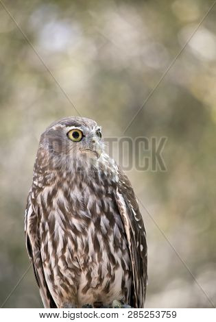 The Barking Owl Is Looking For Preditors