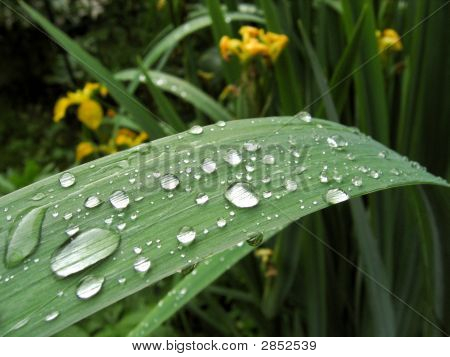 Gocce d'acqua sulla lama Iris