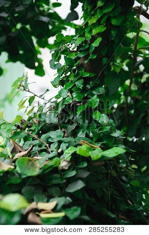 Gteen Tree Trunk Entwined With Ivy. Background.