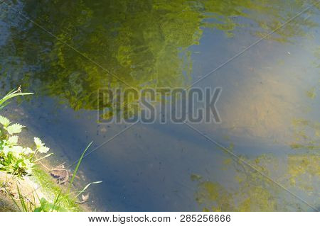 Tadpoles Family And Green Nature Background In The Water