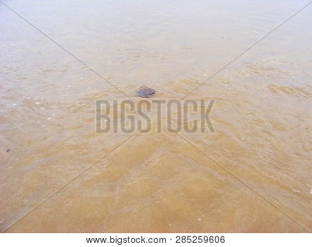Luminiscent Red Pink Jellyfish In Watter Of Ocean, French Coast