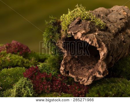 Cork tree bark with a dark hole on moss that can be used as nature backgrounds for fairy photos