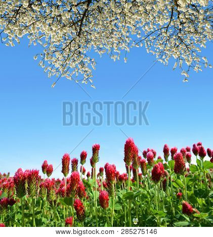 Field of crimson clovers (Trifolium incarnatum) with flowering branch cherry tree in spring rural landscape. 