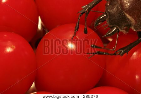 Endangered Tomatoes