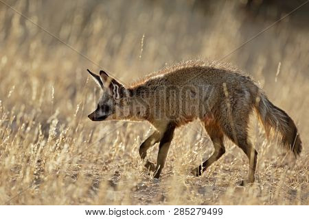 A bat-eared fox (Otocyon megalotis) in natural habitat, Kalahari desert, South Africa
