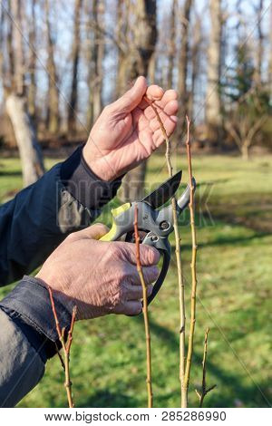 Gardening work in spring time. Garden secateur in man hands