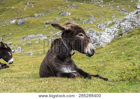 Donkey In The Italian Dolomites Seen On The Hiking Trail Col Raiser, Italy