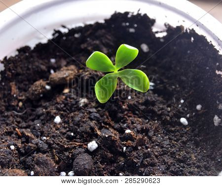Sprouting seeds of Catalpa Bignonioides    
in soil mixture with perlite