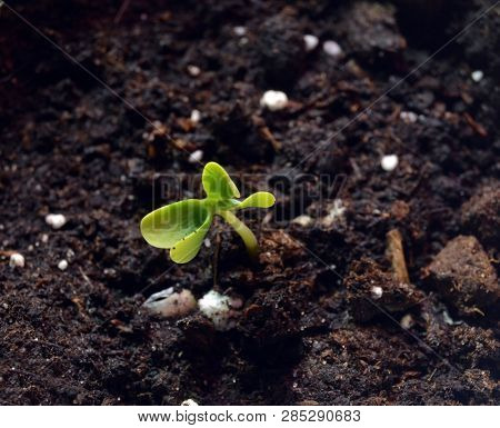 Sprouting seeds of Catalpa Bignonioides    
in soil mixture with perlite