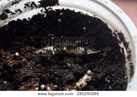 Sprouting seeds of Catalpa Bignonioides    
in soil mixture with perlite