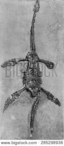 Plesiosaurus of the lower lias of England, vintage engraved illustration. From the Universe and Humanity, 1910.