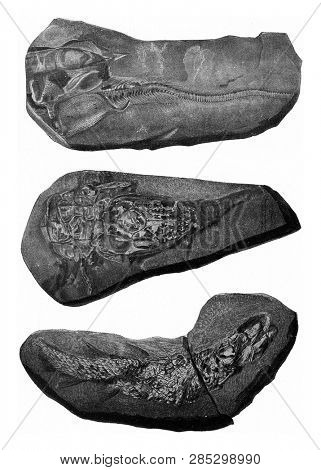 Remains of fossil fish, vintage engraved illustration. From the Universe and Humanity, 1910.