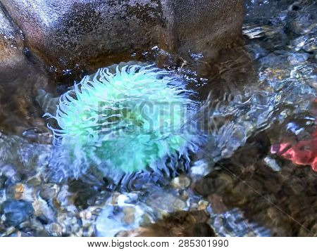 Close Up View Of A Giant Green Anemone In A Tide Pool