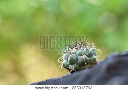 The Cactus Tree Is Placed On A Rock With A Green Nature Background.collection Of Various Cactus And