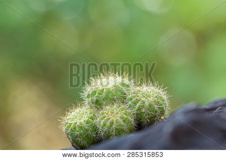 The Cactus Tree Is Placed On A Rock With A Green Nature Background.collection Of Various Cactus And