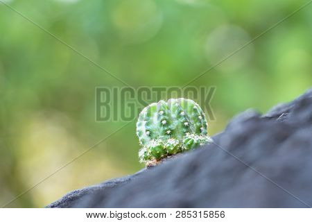 The Cactus Tree Is Placed On A Rock With A Green Nature Background.collection Of Various Cactus And