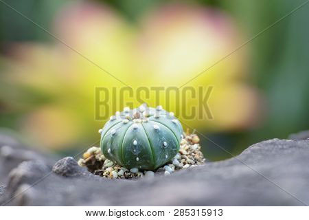 The Cactus Tree Is Placed On A Rock With A Green Nature Background.collection Of Various Cactus And