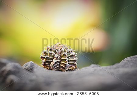 The Cactus Tree Is Placed On A Rock With A Green Nature Background.collection Of Various Cactus And