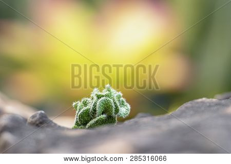 The Cactus Tree Is Placed On A Rock With A Green Nature Background.collection Of Various Cactus And