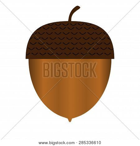 Realistic One Fun Acorn On White Baground