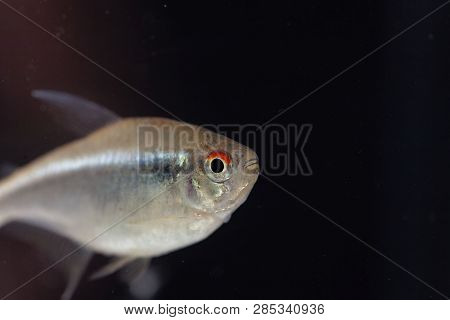 Head Of A Black Neon Tetra (hyphessobrycon Herbertaxelrodi)