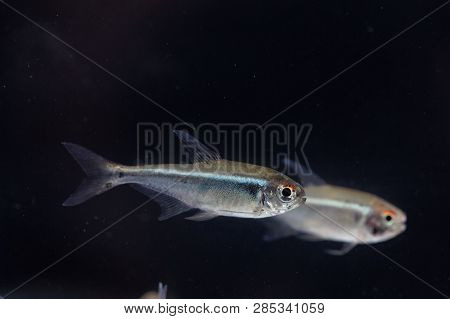 Black Neon Tetra (hyphessobrycon Herbertaxelrodi)