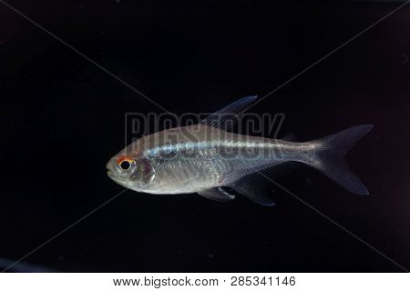 Black Neon Tetra (hyphessobrycon Herbertaxelrodi)