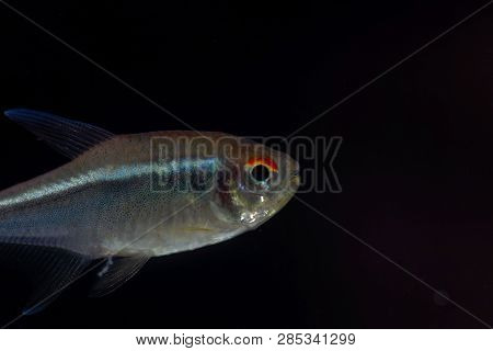 Black Neon Tetra (hyphessobrycon Herbertaxelrodi)