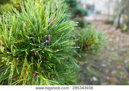 A Bright Evergreen Pine Tree Green Needles Branches With Rain Drops And Cobweb. Fir-tree With Dew, C