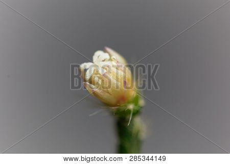 Blossom Of A Hairy-fruited Wickerware Cactus (rhipsalis Pilocarpa)