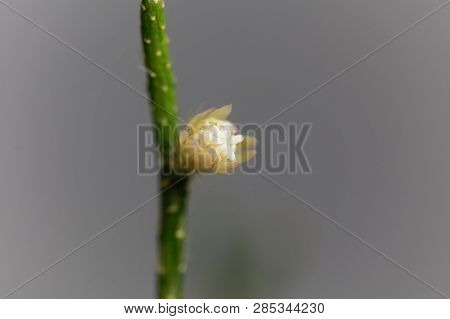 Blossom Of A Hairy-fruited Wickerware Cactus (rhipsalis Pilocarpa)