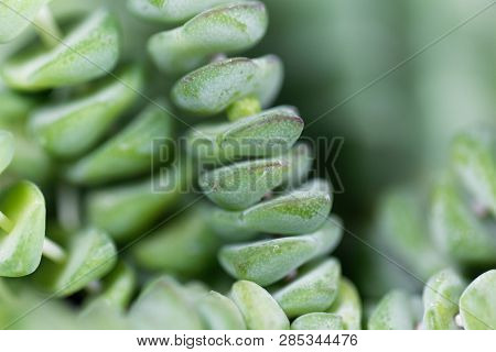 Leaves Of A Crassula Rupestris Marnieriana