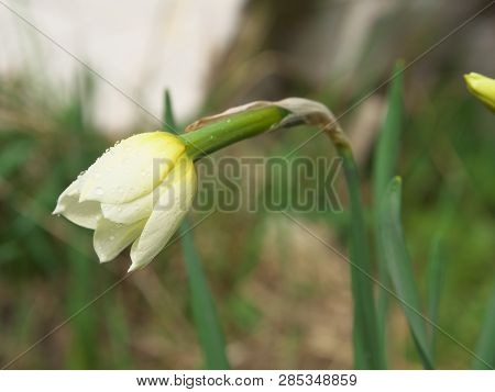 White And Yellow Narcissus Daffodil Flower Outdoors In Spring. Close-up