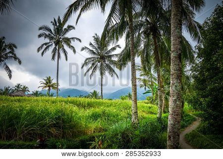 Paddy Field Rice Terraces In Munduk, Bali, Indonesia