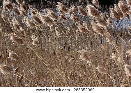 Wintry Image Of Ornamental Grass In Meadow With Cat-o-nine-tails And Freshly Fallen Snow In The Back