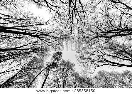 Spring Forest, Silhouette Design, Boisterous Mood, Sky-like Trees