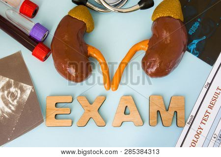 Examination In Nephrology (kidney, Renal Exam) And Endocrinology (adrenal, Suprarenal Gland). Anatom