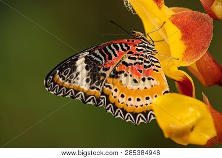 Monarch butterfly (Danaus plexippus) on thunbergia mysorensis, close-up.