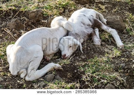 Goats In Ethiopia Near The Blue Nile Falls, Tis-isat Falls In Amara Region Of Ethiopia, Eastern Afri
